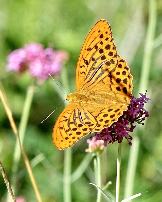 silver-washed fritillary